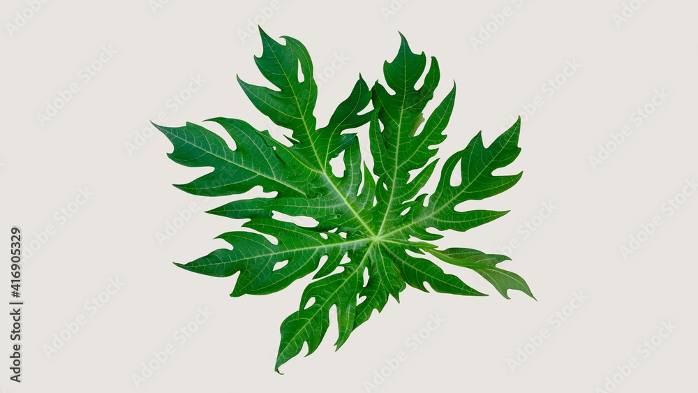 Set of isolated leaves isolated on white background Set of isolated leaves isolated on white background