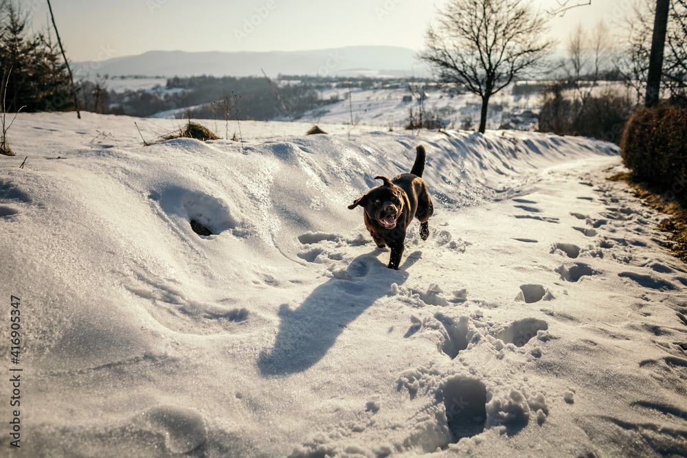 A dog that is covered in snow a Labrador