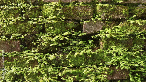 Brick walls overgrown with vegetation