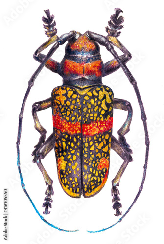 Colorful drawing of a beetle on a white background. Realistic hand drawing with color pencils photo