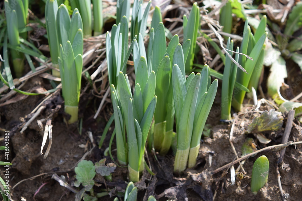 Obraz premium スイセンの芽吹き