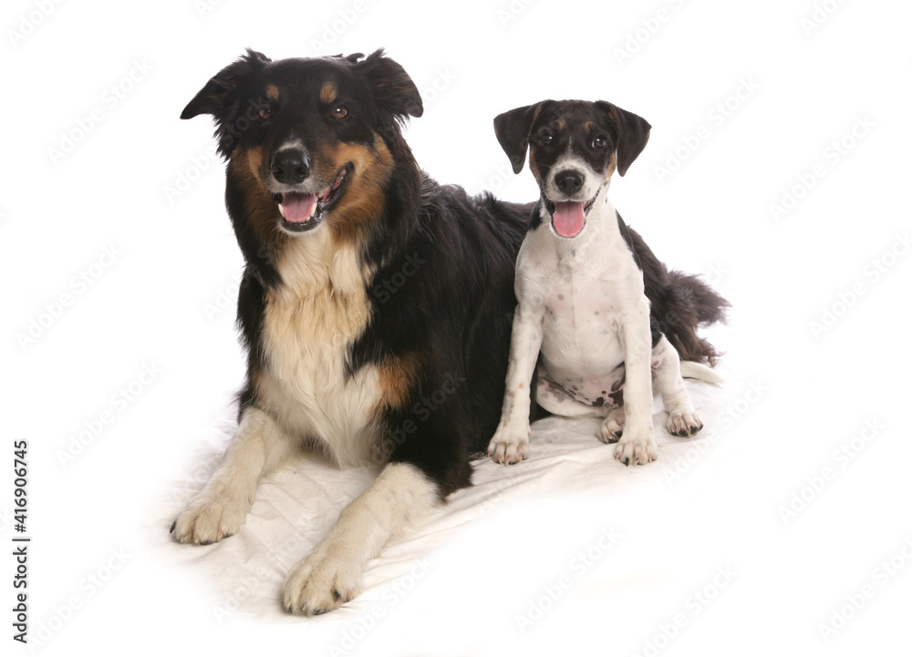 Two dogs in studio Two dogs in studio