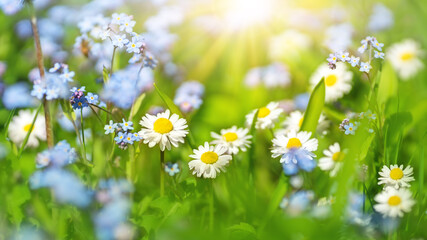 Meadow with lots of colorful spring flowers