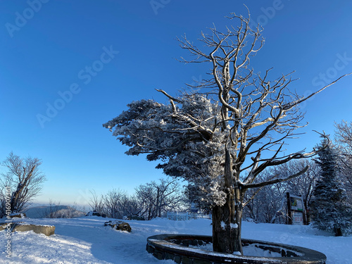 Winter tree on the top of mountain. Beautiful winter landscape in South Korea. 
