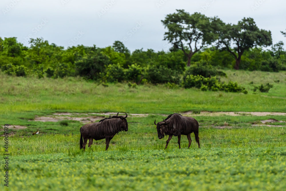 The blue wildebeest (Connochaetes taurinus), also called the common wildebeest in Kruger NP, South Africa.