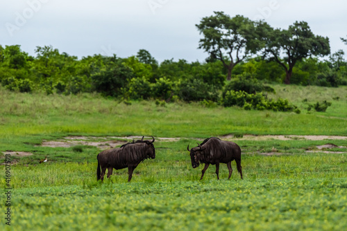 The blue wildebeest (Connochaetes taurinus), also called the common wildebeest in Kruger NP, South Africa.