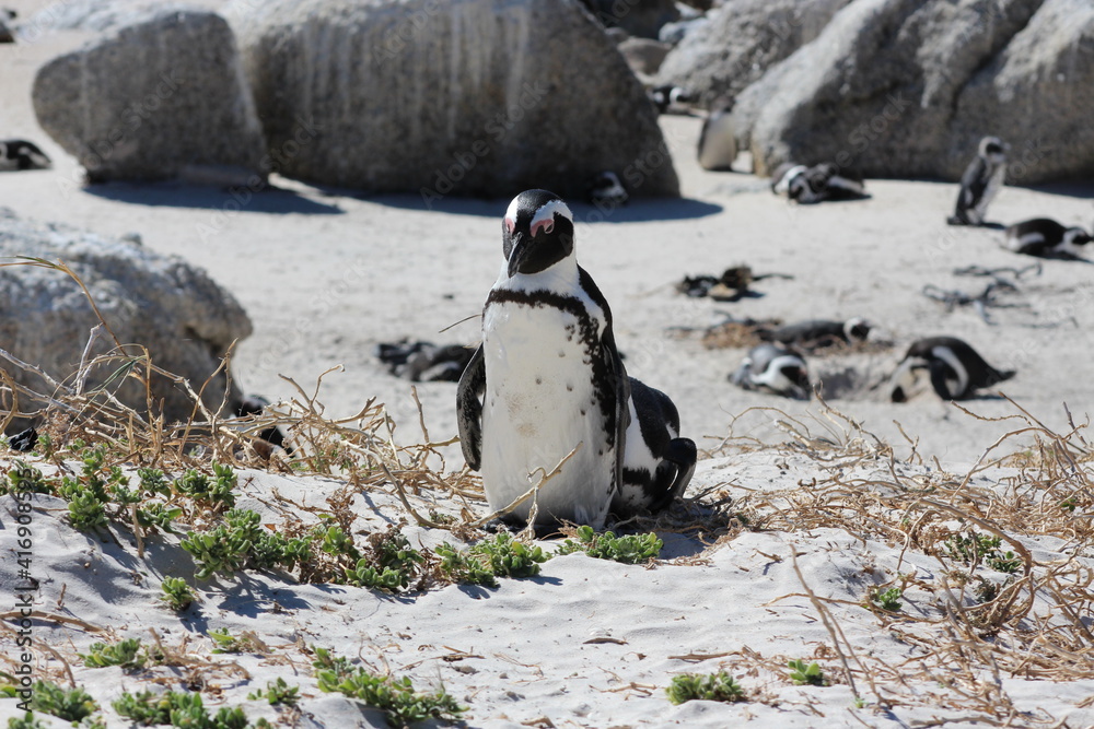 Naklejka premium Brillenpinguine am Boulders Beach, Südafrika
