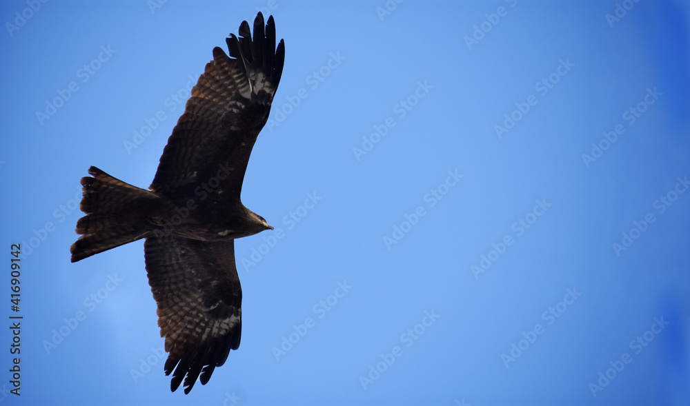 Eagle in the sky Eagle in the sky