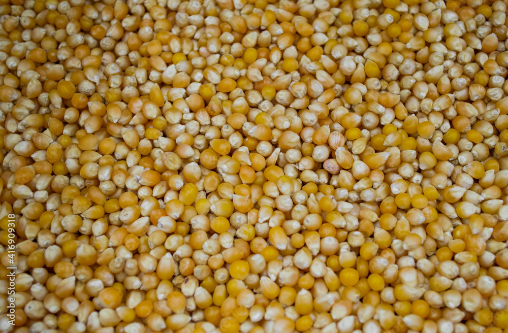 Lots of ripe, dry corn kernels for popcorn. Yellow background Lots of ripe, dry corn kernels for popcorn. Yellow background
