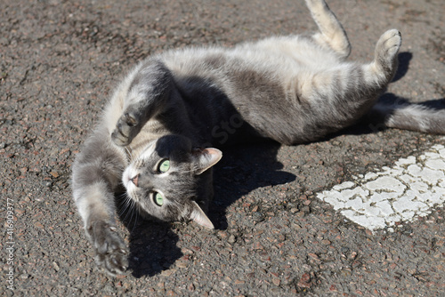 Chat européen tigré gris se roulant sur le dos en étirant les pattes, sur un sol en bitume au soleil photo