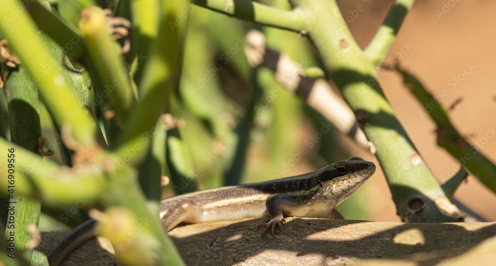 African five-lined skink (Trachylepis quinquetaeniata, formerly Mabuya quinquetaeniata). African five-lined skink (Trachylepis quinquetaeniata, formerly Mabuya quinquetaeniata).
