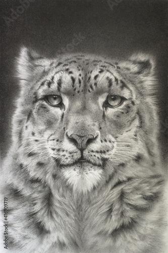 Portrait of a snow leopard. Realistic detailed drawing of an animal.