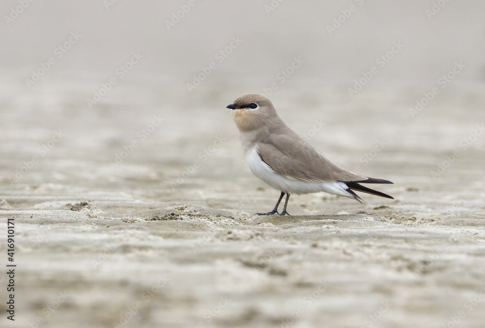 The small pratincole, little pratincole, or small Indian pratincole, is a small wader in the pratincole family. The small pratincole, little pratincole, or small Indian pratincole, is a small wader in the pratincole family.