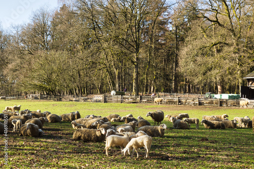 Landscape with sheep and lambs laying down in a meadow in the forest on a sunny day in spring. Sheepfold “De Rhedense Schaapskudde” in national park Veluwezoom. photo