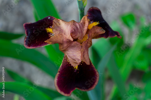 beautiful burgundy, dark red iris flower in the meadow, floral background of delicate flowers