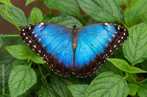  Blue Morpho butterfly on a leaf