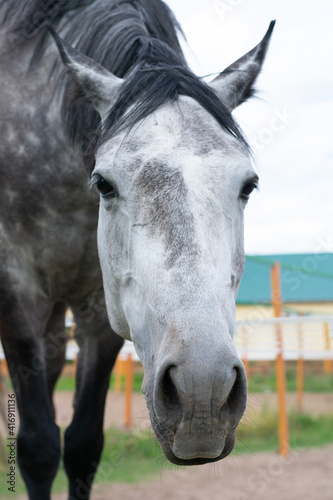Close up vertical portrait of dappled horse with big nostrils looking at camera.