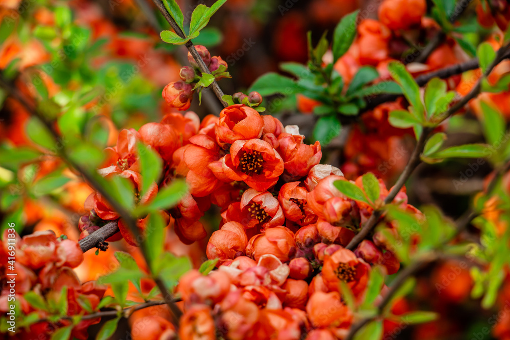 Obraz premium beautiful red, scarlet Chaenomeles japonica, spring bush in the meadow, floral background of delicate flowers
