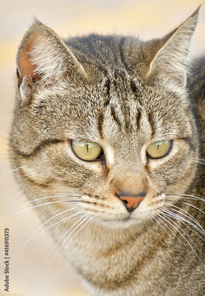 close up of cat