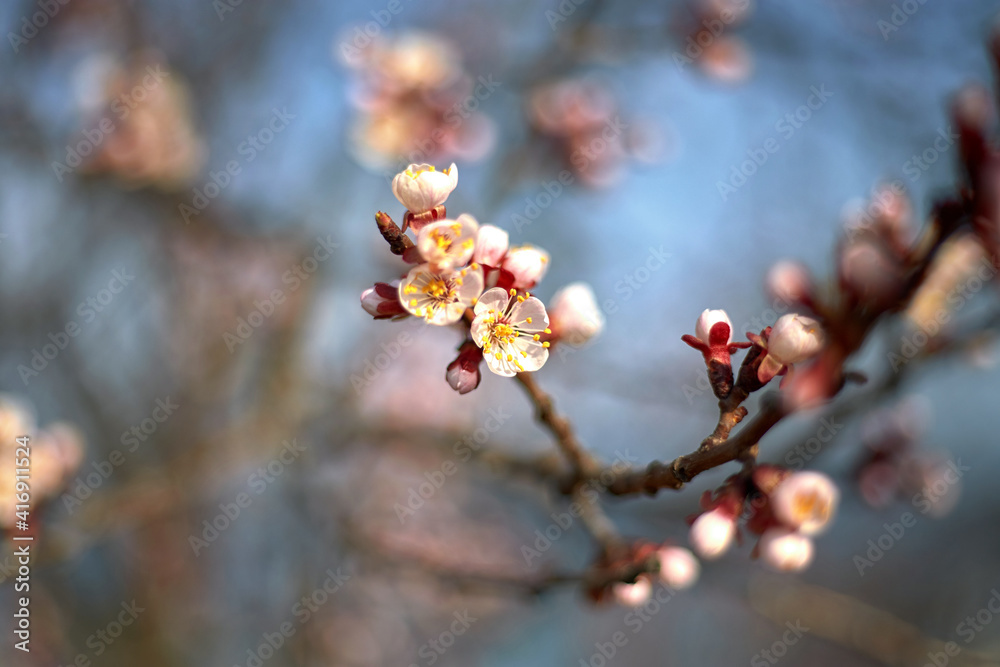Spring bloom and first leaves of trees, apricot, with shallow depth of field Spring bloom and first leaves of trees, apricot, with shallow depth of field