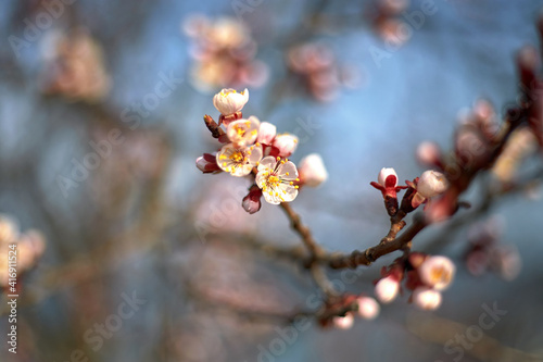 Spring bloom and first leaves of trees  apricot  with shallow depth of field