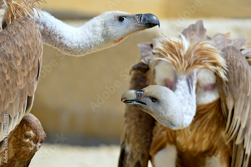 Closeup of two griffon vultures  Gyps fulvus  on ground 