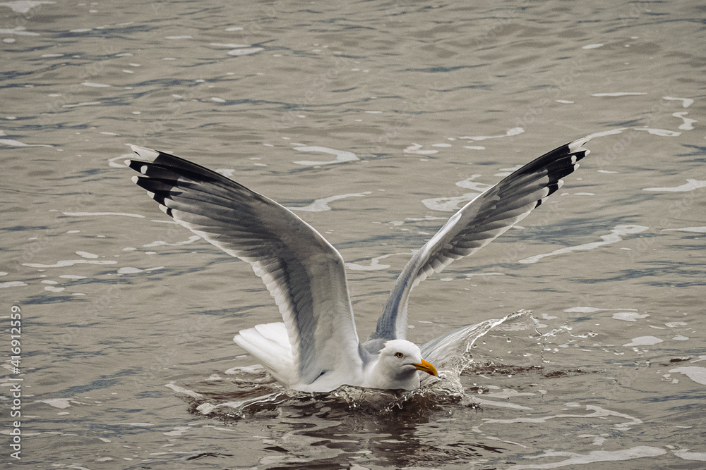 Fototapeta premium Seagull taking a dip in the sea