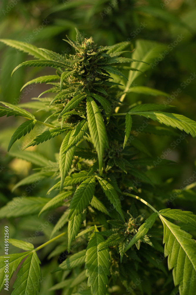 Marijuana is blooming beautifully. There is a soft sun Marijuana is blooming beautifully. There is a soft sun