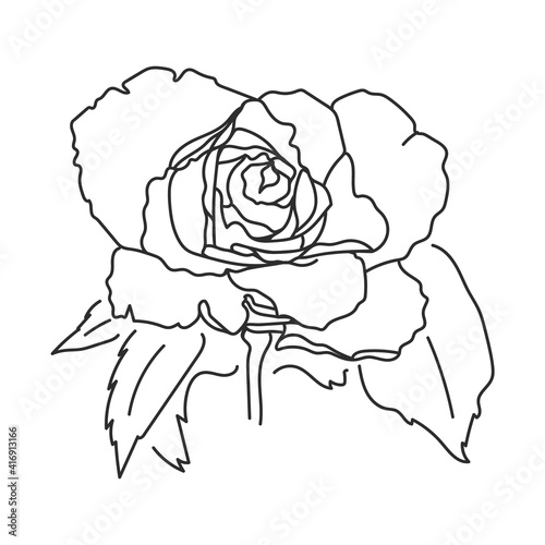 Sketch Rose Bud, hand drawn rose. Vector illustration