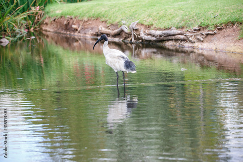 Australian Ibis in water  with reflection