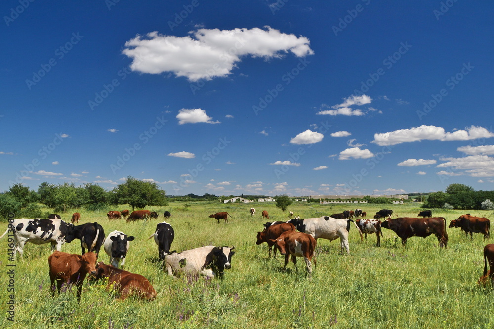 Herd of cows graze on the open green meadows at spring day Herd of cows graze on the open green meadows at spring day