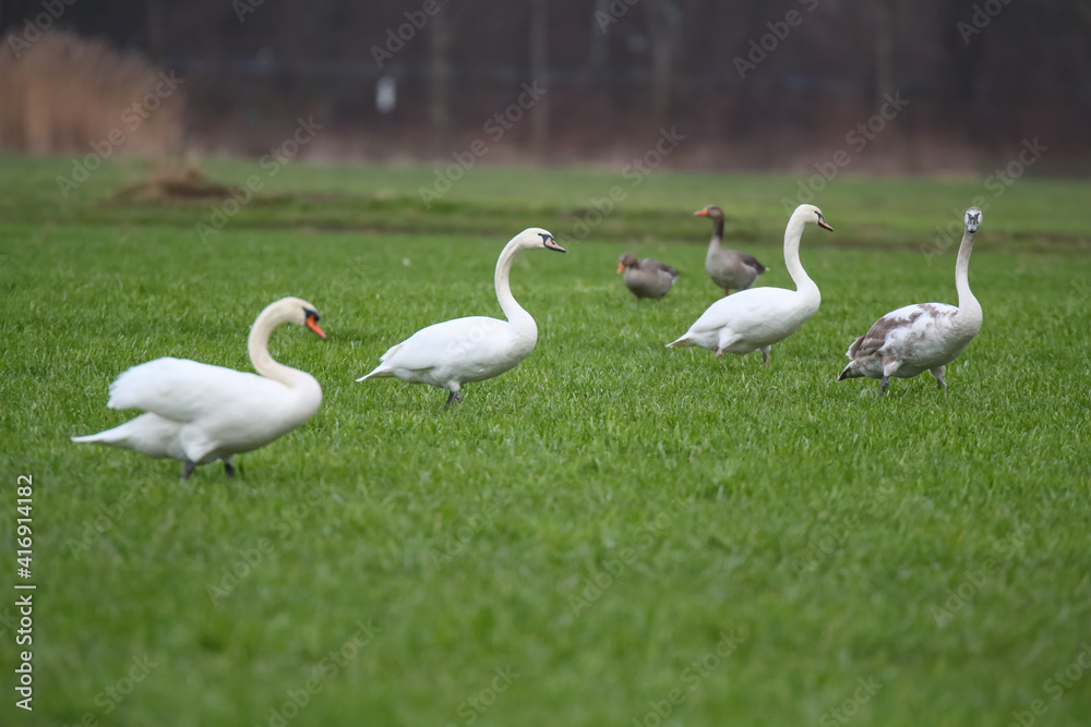 Obraz premium Schwäne und Graugänse auf einem Feld Fraßschädten durch Gänse