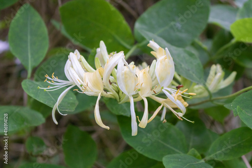 White flowers of Chinese fringe-tree photo