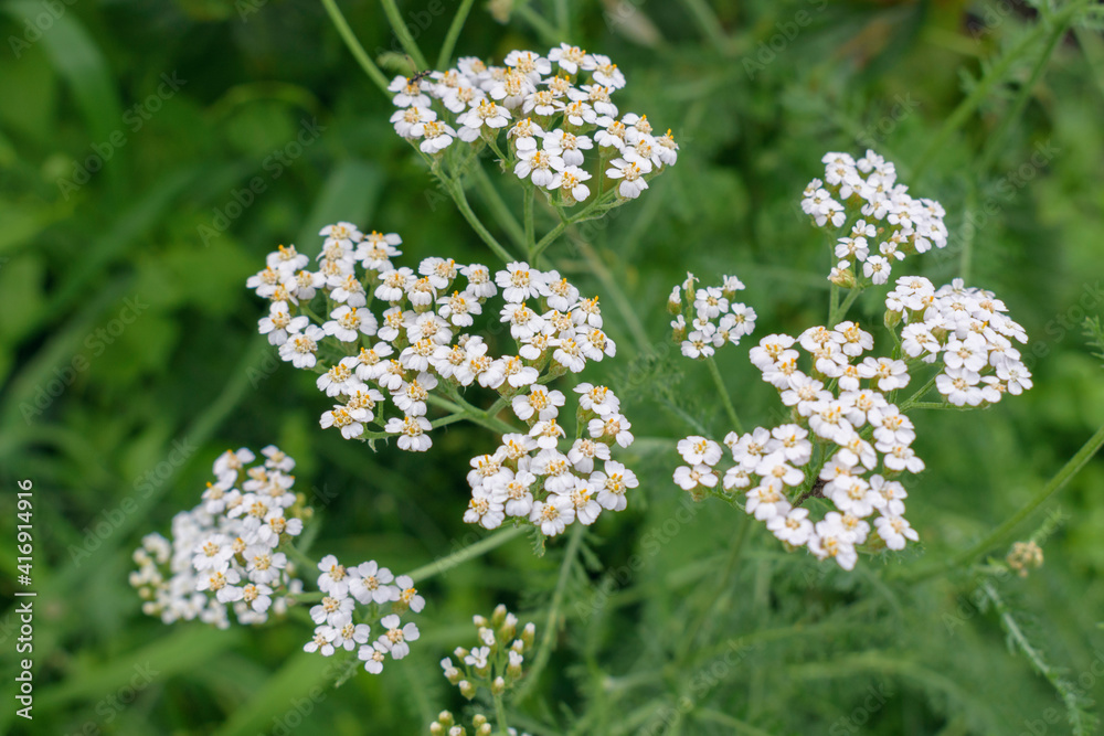 Small white flowers of Achillea millefolium, commonly known as common yarrow is a flowering plant in the family Asteraceae. Selective focus. Small white flowers of Achillea millefolium, commonly known as common yarrow is a flowering plant in the family Asteraceae. Selective focus.