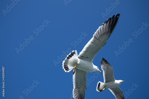 배 위에서 먹이를 받아먹는 갈매기(Seagull feeding on a boat)