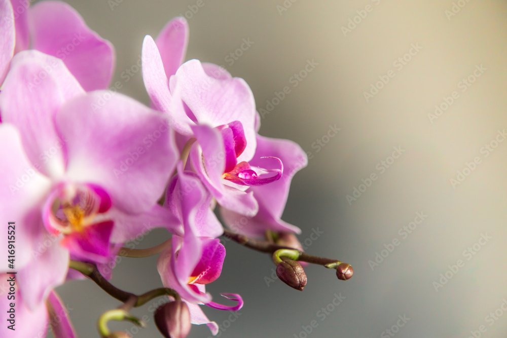 Obraz premium Blossoming pink orchid flowers with the drop of water inside the bud