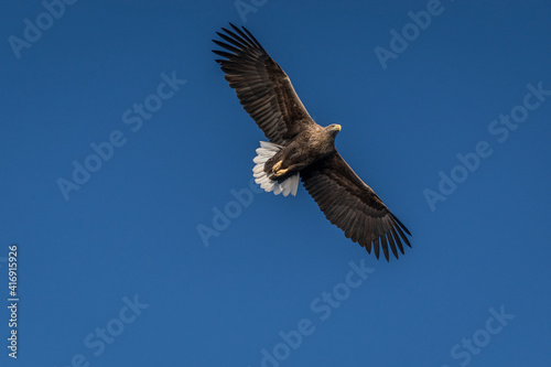 sea eagle in flight