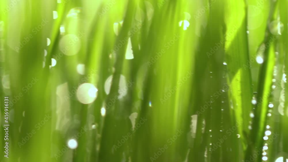 Green grass close-up. Grass rotation in slow motion. Green juicy lawn, it's time to cut. Abstract macro shot of blades of green grass. Dew drops shine with splendor. Beautiful lens blur bokeh. Green grass close-up. Grass rotation in slow motion. Green juicy lawn, it's time to cut. Abstract macro shot of blades of green grass. Dew drops shine with splendor. Beautiful lens blur bokeh.