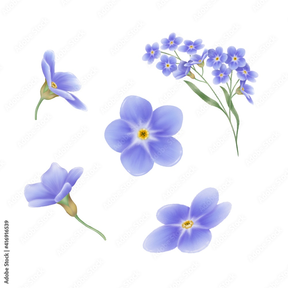 Fototapeta premium Digital painting illustration set of forget me not flower on white background