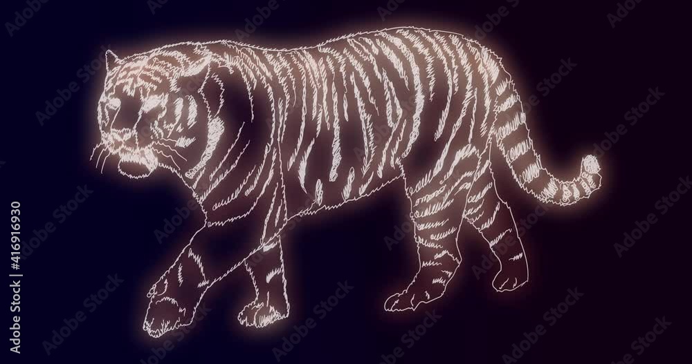 Glowing neon line of tiger. Poly wire frame illustration. Wild animals concept. 4K video animation graphics