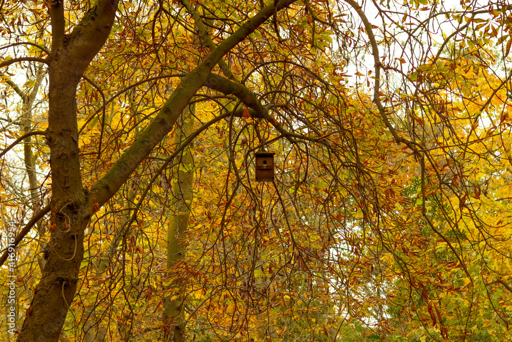 arboles casita de pajaros arboles casita de pajaros