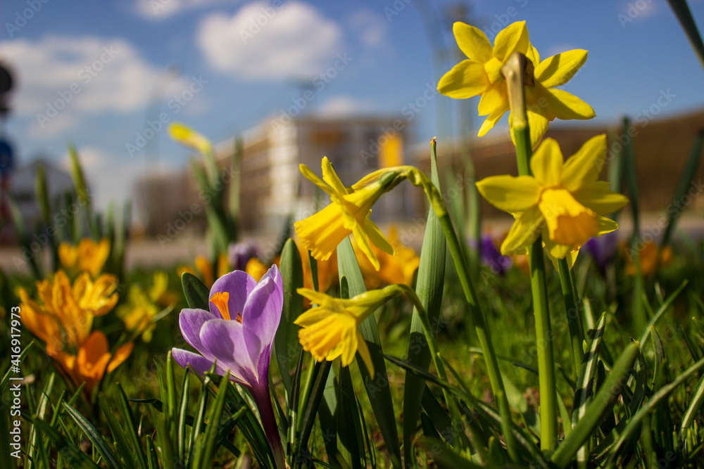Obraz premium field of flowers