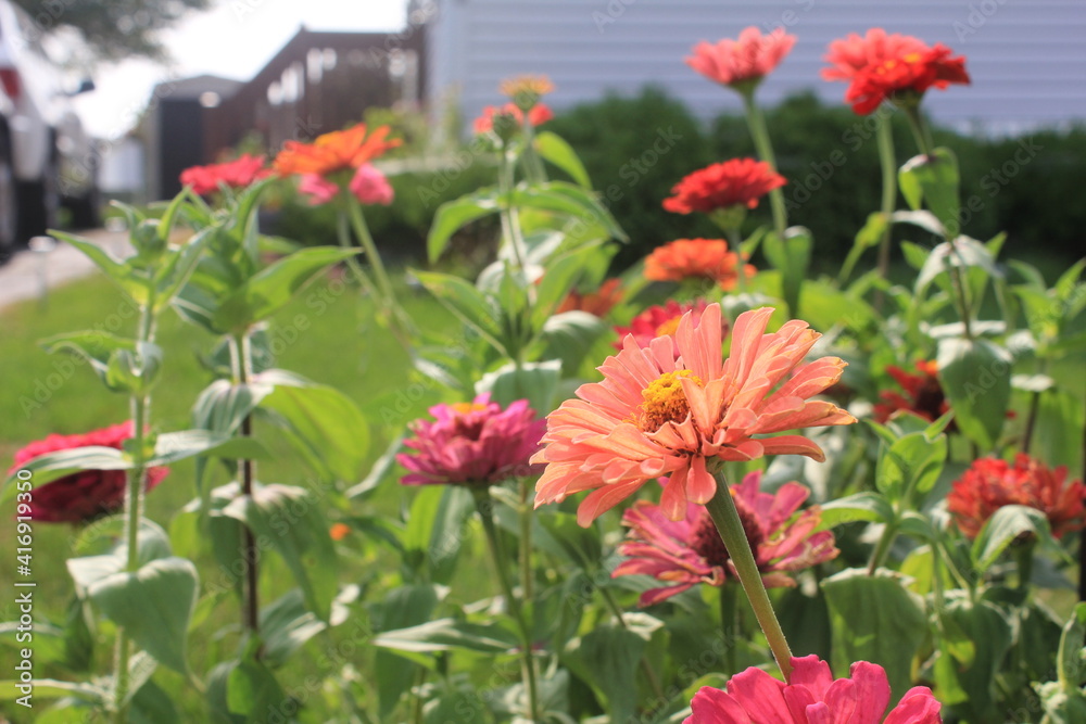 red flowers in the garden red flowers in the garden