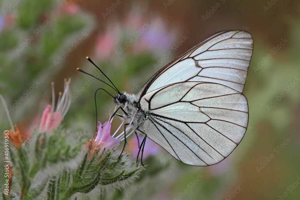 Hawthorn Butterfly / Black-veined White / Aporia crataegi Hawthorn Butterfly / Black-veined White / Aporia crataegi