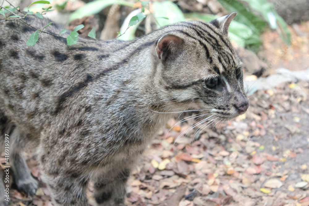 Obraz premium Wild spotted cat
