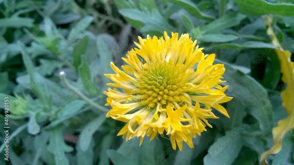 Beautiful Single Yellow Sunflower in the Garden Beautiful Single Yellow Sunflower in the Garden