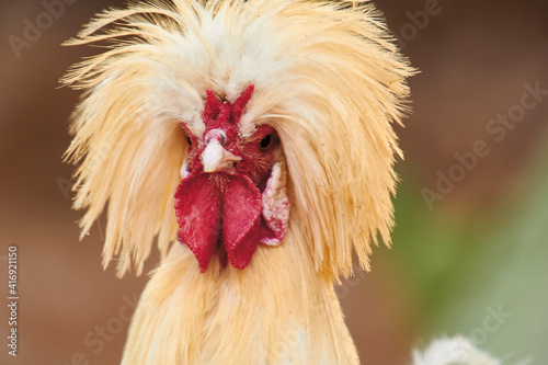 portrait of a funny-looking white crested chicken photo