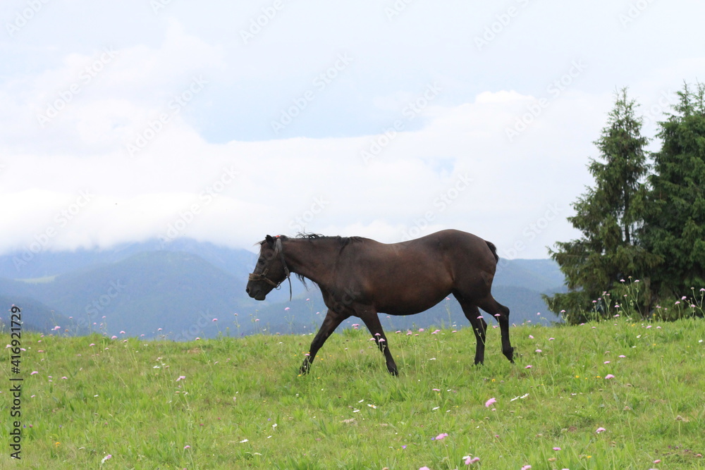 horse in the meadow