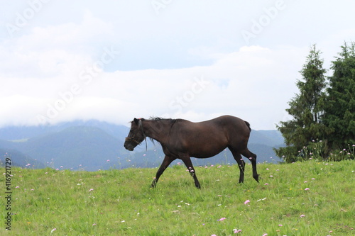 horse in the meadow