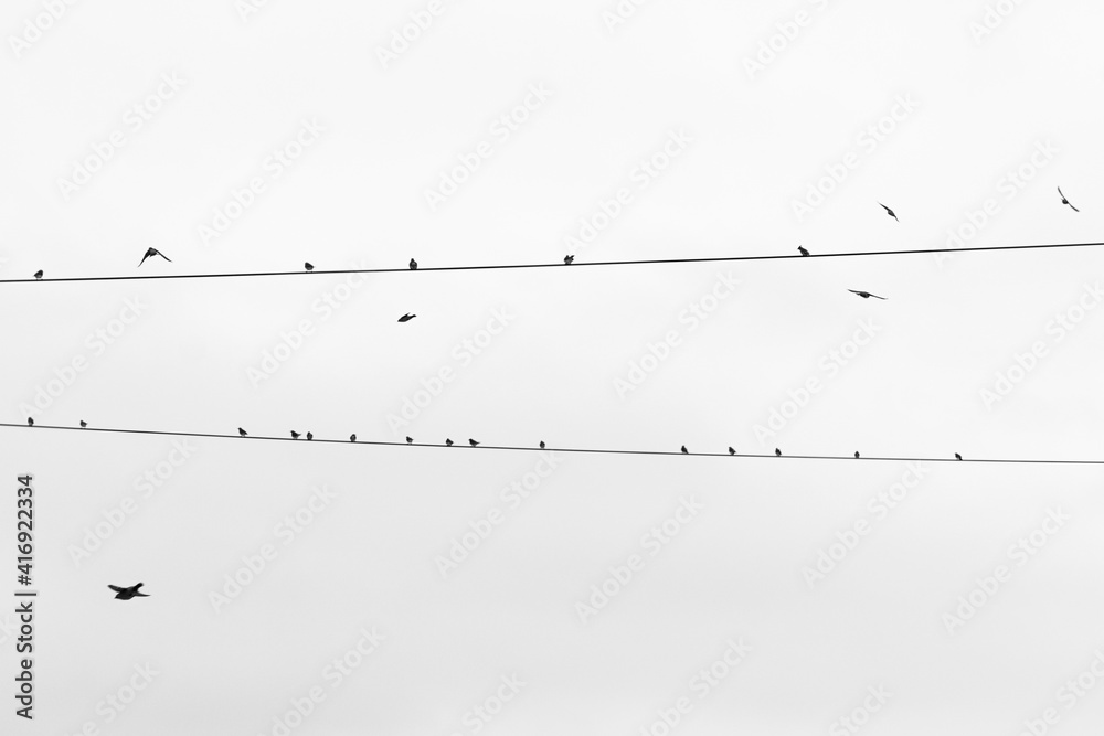 birds silhouette  on the wire in black and white
